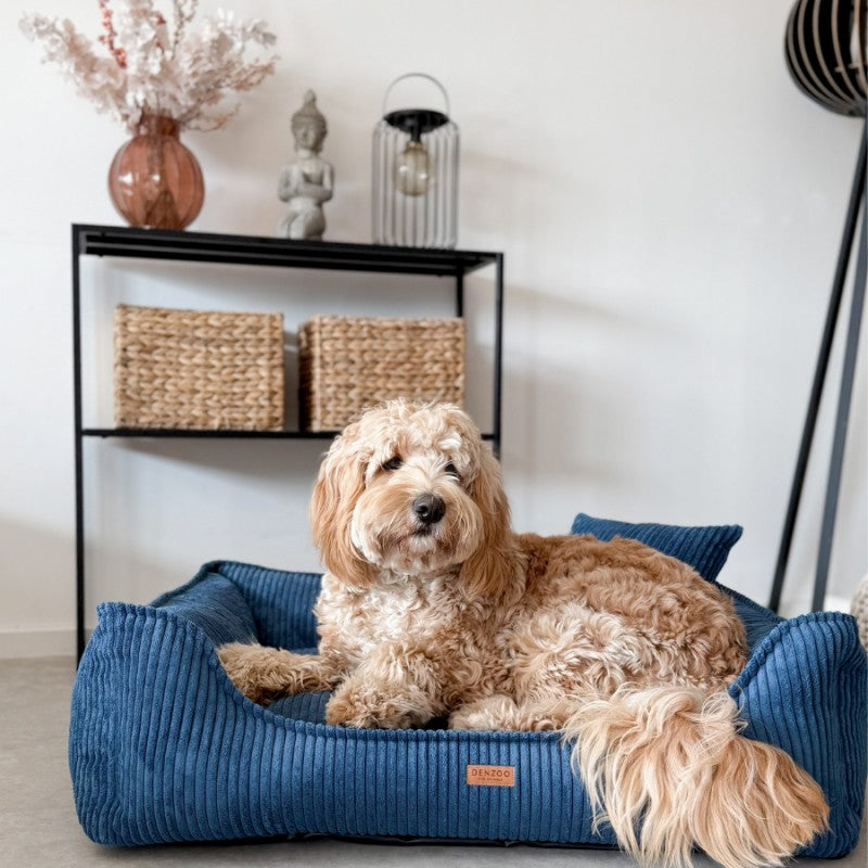 Why a Good Dog Bed Matters for Your Dog 🐾