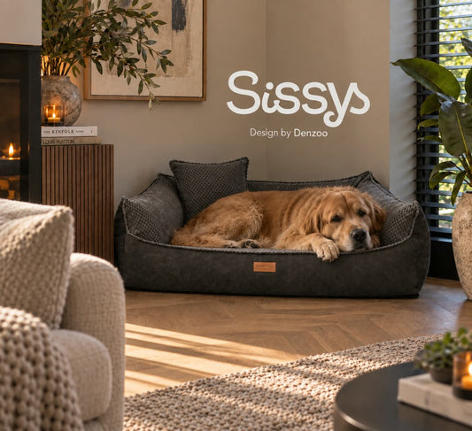 Buying an orthopedic dog bed? Why Sissys by Denzoo is a smart choice