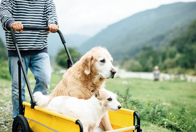 Grote honden buggy AIRBUGGY Carriage Set Moss Green – Luxe Hondenbuggy - Buggy - SpirePets