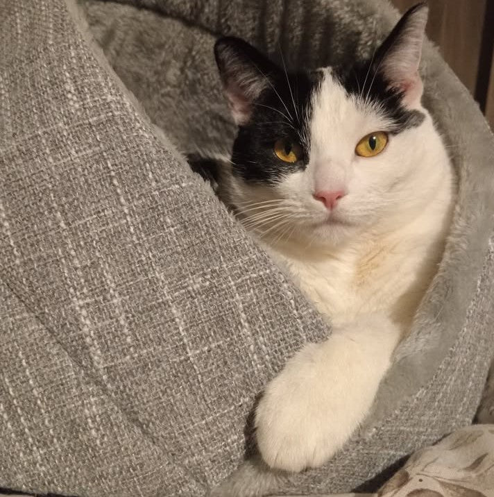 Momo kattenbed - kattenmand - kattenmand - SpirePets