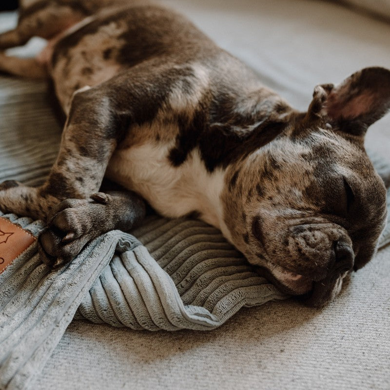 Buy [Product name] – [product type] for pets | Sissy’s Pets Place