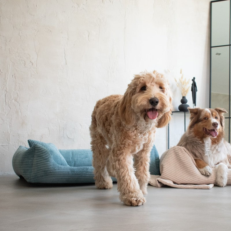 Orthopedic Dog Bed "RIMINI" Turquise