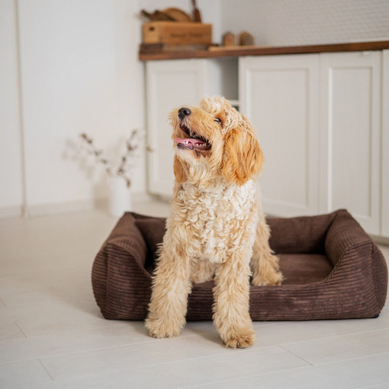 Orthopedic Dog Bed "RIMINI" Brown