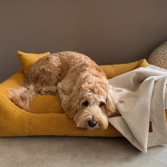 Orthopedic Dog Bed "PRATO" Mustard - Dog beds - Sissys Pet Place